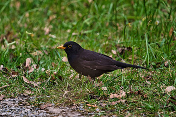 Amsel