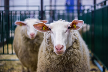 Portrait of funny cute East Friesian sheep at agricultural animal exhibition, small cattle trade...