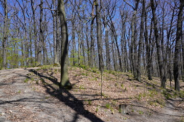 Wanderung im Frühling bei Sonnenschein im Grunewald am Schlachtensee in Berlin