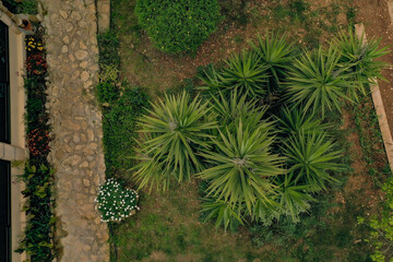 Aerial view of tree cactus- garden house.  Mallorca. Spain 
Mediterranean style