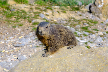 Murmeltier hinter einem Fels