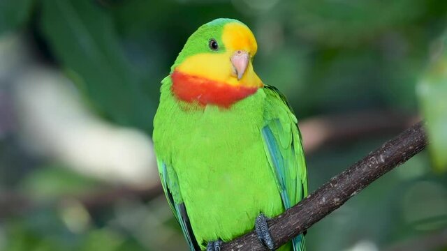 Superb parrot (Polytelis swainsonii), also known as Barraband's parrot, Barraband's parakeet, or green leek parrot