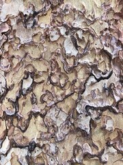Close up of tree bark for background