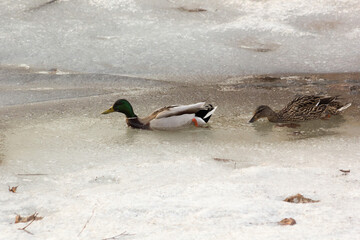 Ducks swam in a pond that had a lot of ice