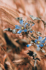 Beautiful blue flowers on a background of an orange grass