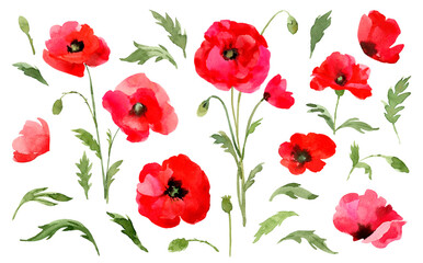 Obraz premium Red poppies. Hand drawn watercolor meadow flowers illustration on white background. 