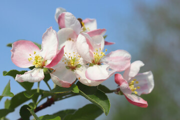 Fototapeta na wymiar Beautiful spring flowers. Appletree in blooming in the garden. Springtime background. Spring concept.
