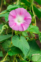 The common morning glory (lat. Ipomoea purpurea), of the family Convolvulaceae.