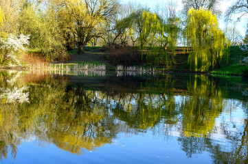 Reflections of a tree in a city park pond in spring