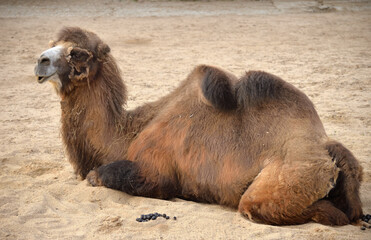 Bactrian camel lies in zoo's aviary