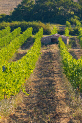 Obraz premium Tuscany's most famous vineyards near town Montalcino in Italy
