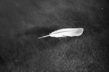 A bird's feather on the surface of the water