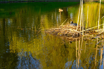 Coot Duck (Fulica atra) laying eggs in a nest on the water in a city park in spring