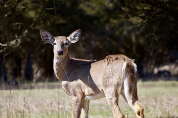 White-tailed deer in a meadow on Amherst Island in Canada