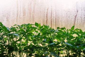 light green tomato sprouts on the window against the background of fogged glass with drops. growing vegetables at home. tomato plant