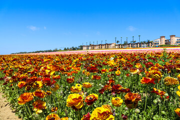 a stunning shot of acres of pink, yellow, white, purple and red flowers in the field with palm...