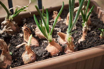 Sprouted onions grow in a flower pot. Garden on the balcony. Growing seasonal greenery at home.