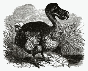 Extinct dodo raphus cucullatus standing near a water. Illustration after antique engraving © M