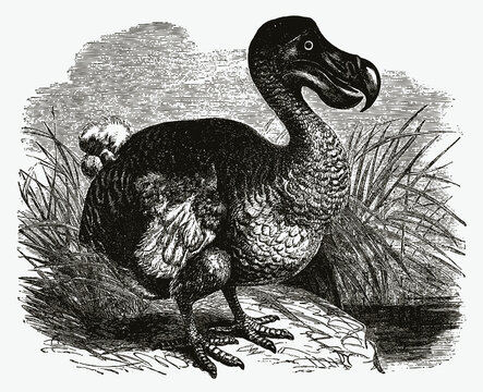 Extinct dodo raphus cucullatus standing near a water. Illustration after antique engraving