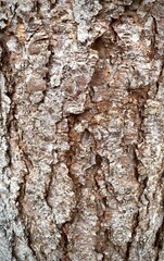 Embossed wood texture, old wood background