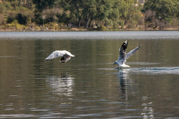 Obraz premium ave, gaviotas, fauna libre, fauna, vuelo, volar, plumas, alas, lago, agua
