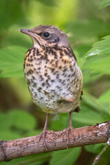 A fieldfare chick, Turdus pilaris, has left the nest and is sitting on a branch. A chick of...