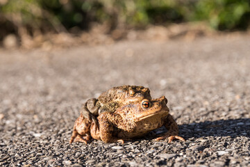 Kröte auf Wanderung - Krötenpaar