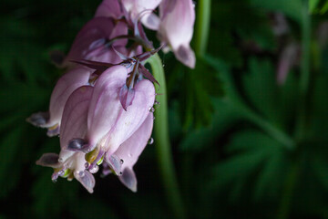 The Fringed bleeding heart flowers