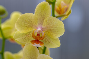 Fototapeta na wymiar Yellow moth orchid, Phalaenopsis Orchid