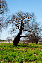 Fototapeta premium naturaleza chaco arbol ramas secas