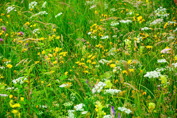 łąka kwietna, flower meadow