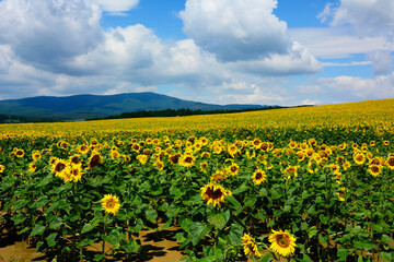 pole kwitnących słoneczników, Helianthus, yellow sunflowers against a blue sky with feathery clouds