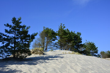 wydmy nadmorskie latem, pine trees on a sandy coastal dune, sandy coastal dune