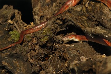 A Corn snake (Pantherophis guttatus or Elaphe guttata) on the old brown branch before a hunt.