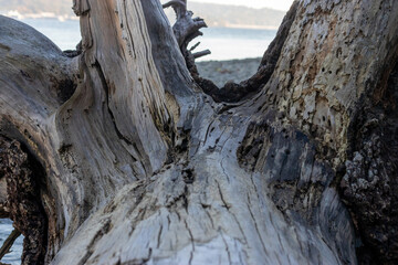 Fototapeta na wymiar large driftwood stump near shoreline