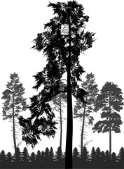black high pines in forest silhouette on white