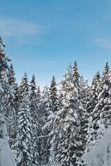 Snow-covered trees against the blue sky on the island of Frosön in Sweden