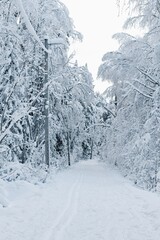Obraz premium Skidlek cross-country ski trail on the island of Frösön in Sweden