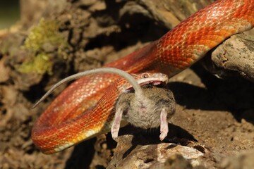 A Corn snake (Pantherophis guttatus or Elaphe guttata) after hunt eating a mouse.