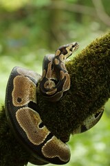 The ball python (Python regius), also called the royal python, on the old branche in green forest.