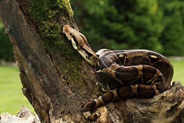 The boa constrictor (Boa constrictor), also called the red-tailed boa or the common boa, on the old branche before a hunt. - obrazy, fototapety, plakaty
