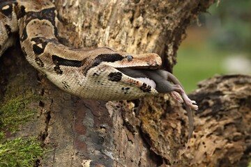 The boa constrictor (Boa constrictor), also called the red-tailed boa or the common boa, on the old branche after hunt eating a rat.