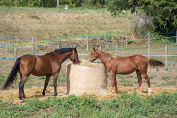 Obraz premium two horses eating hay in the countryside