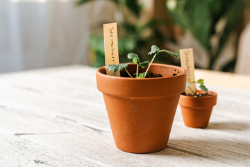 Close up of Strawberries sprout plant seeding in ceramic terracota pots on the wooden table background. Home gardening, love of houseplants. Spring time. Potted plants. 
