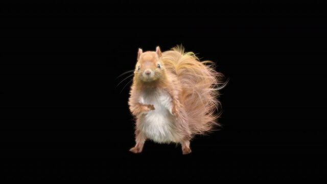 squirrel Dance CG fur. 3d rendering, animal realistic CGI VFX, Animation Loop, composition 3d mapping cartoon, Included in the end of the clip with Alpha matte.