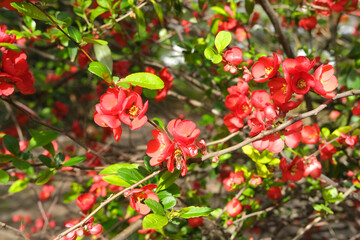 Fototapeta na wymiar close-up of red flowering branches of ornamental shrub Chaenomeles japonica, bees collect nectar, concept of gardening, seasonal gardening, study and care of plants