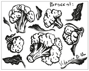 broccoli, hand drawn cabbage set, linear, black and white vegetable, healthy eating, wholesome food, vegetarian, vitamin b12, stylized vector graphics