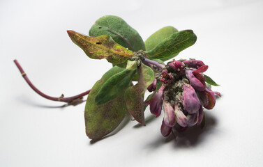 tiny aphid green insects infestation of a honeysuckle flower plant sucking sap out of  the leaves...