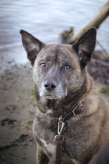 brindle dog sitting along side shoreline with leather leash