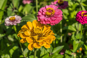 Colorful zinnias closeup